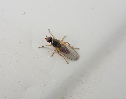 Elachiptera sp.